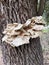 Fungi on the trunk of a tree. leafy grifola