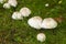 Fungi varieties growing on a woodland floor in mid September