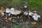 Fungi varieties growing on a woodland floor in mid September