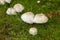 Fungi varieties growing on a woodland floor in mid September