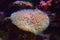 Fungiidae corals are the most motile and beautiful large-polyped stony corals