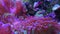 Fungiids pink tip torch coral. Aquarium, underwater