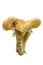 The fungus Armillaria light color of honey has an annular skirt, with a beautiful plate, usually, rounded down hat, covered with s