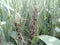 Fungus attack on wheat crop