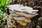 Fungus Bjerkandera fumosa growing on the trunk in sunny day