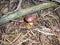 Fungus Boletus badius