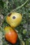 The fungus buckeye rot of tomato caused by the pathogen Phytophthora parasitica badly affected a tomato plant. Close up on tomato