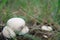 Fungus calvatia in the field