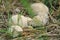 Fungus calvatia in the field