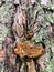 Fungus chaga on a tree trunk