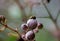 Fungus eating ladybird