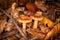 Fungus and fallen leaves in woodland, with a shallow depth of field