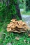 Fungus fungi mushroom on a tree at the forest