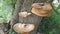 Fungus funguses mushroom growing from Ash tree