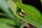 Fungus Gnat on an Oleander leaf.