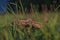 Fungus on green grass meadow near Podskalie village in Slovakia autumn evening