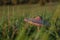 Fungus on green grass meadow near Podskalie village in Slovakia autumn evening