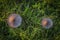 Fungus on green grass meadow near Podskalie village in Slovakia autumn evening