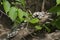 Fungus growing on a fallen limb