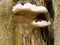 Fungus Growing on Old Tree Stump