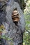 Fungus growing out of tree