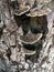 Fungus growing on tree stump