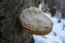 A fungus that grows on a tree. Fomes fomentarius. Tinder Polypore. Hoof Fungus. Tinder fungus. The fungus is used for smoking and