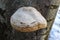 A fungus that grows on a tree. Fomes fomentarius. Tinder Polypore. Hoof Fungus. Tinder fungus. The fungus is used for smoking and