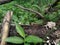 fungus grows on weathered trees