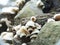 Fungus grows on wood at mountain