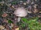 Fungus Leccinum variicolor Watling