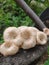 Fungus Lentinus tigrinus on the murbey tree