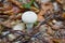 Fungus Lycoperdon perlatum,in autumn the warted puffball mushroom grows