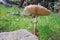 Fungus Parasol Mushroom close-up In Nebrodi Park, Sicily