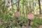 Fungus Parasol Mushroom close-up In Nebrodi Park, Sicily