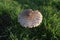 Fungus Parasol Mushroom Covered With Dew In Nebrodi Park, Sicily