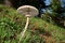 Fungus Parasol Mushroom In Nebrodi Park, Sicily