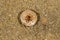 A fungus Peziza ammophila on a sand dune