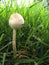 Fungus Shaggy Parasol