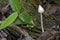 Fungus sighted in remaining of the Atlantic Rainforest