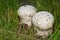 fungus of the species Calvatia