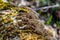 Fungus at a tree. Carpathian Mountains