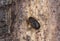Fungus weevil, Choragus sheppardi on rowan wood