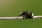 A Fungus Weevil, Platystomos albinus, walking along a twig.