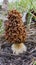 Fungus Yellow morel (Morchella esculenta) - commonly known as common morel