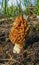 Fungus Yellow morel (Morchella esculenta) - commonly known as common morel