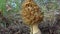 Fungus Yellow morel Morchella esculenta - commonly known as common morel, morel mushroom and sponge morel