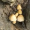 Funguses grows on wood closeup