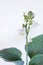 Funkia sina plant with flower on white background