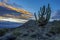 Funky Arizona Saguaro Cactus at sunrise.